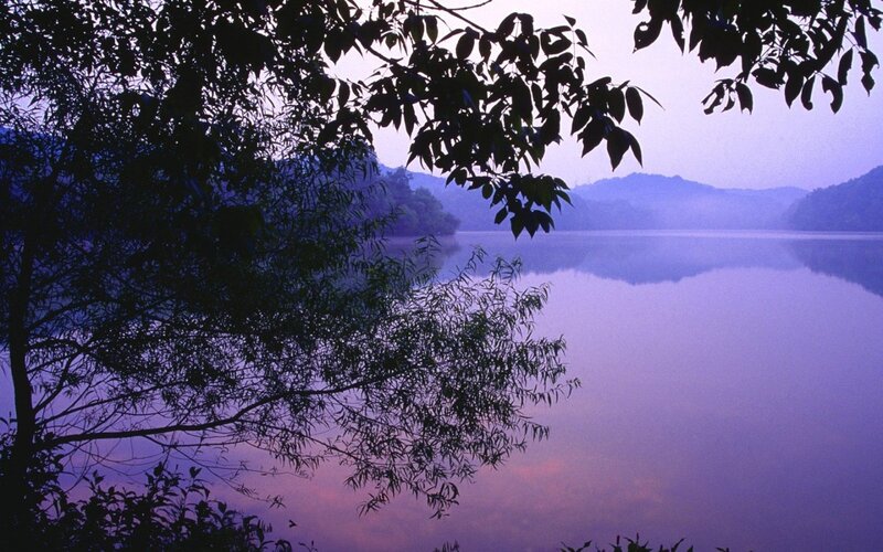 Silhouetted Trees by Lake — Purple