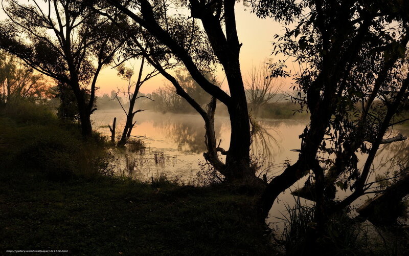 Silhouetted Trees by River — Orange, Serene