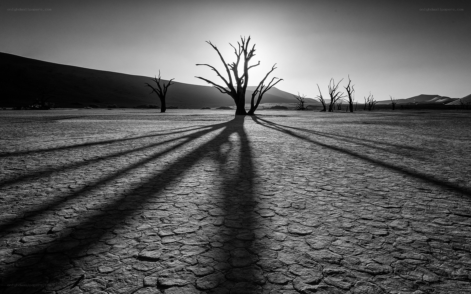 Silhouetted trees in a dry landscape