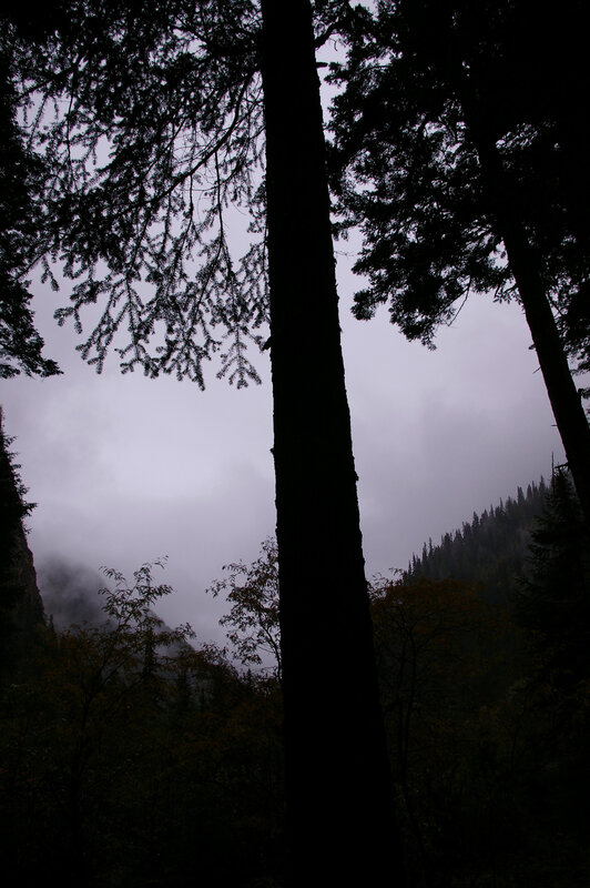 Silhouetted trees in a misty forest