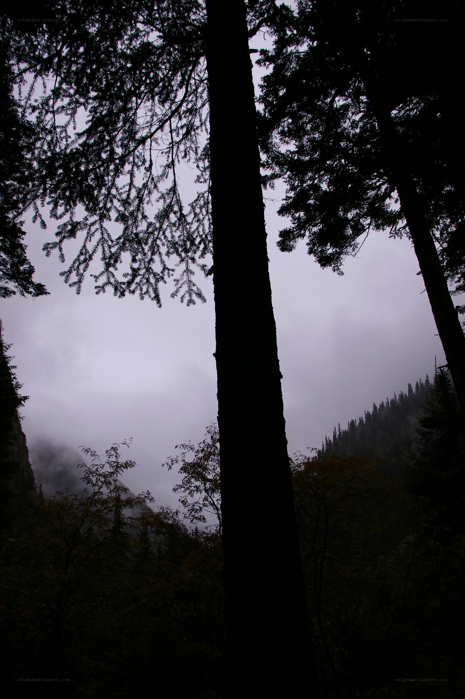 Silhouetted trees in a misty forest