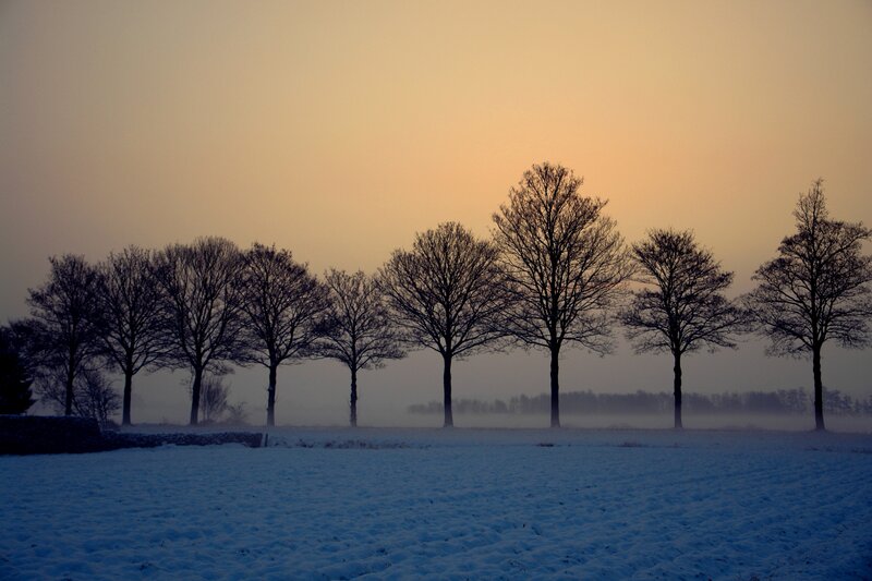 Silhouetted trees in a snowy field