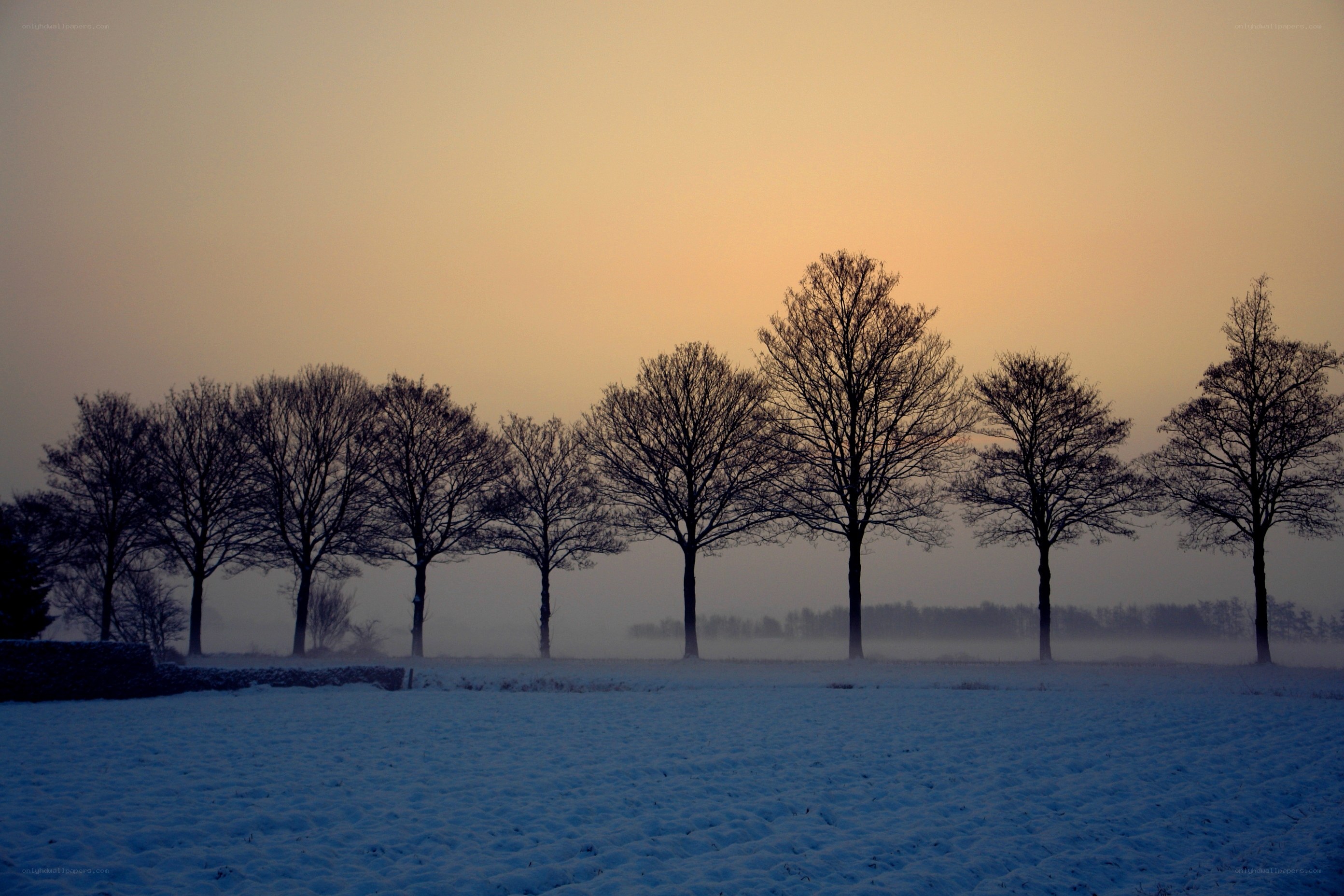 Silhouetted trees in a snowy field