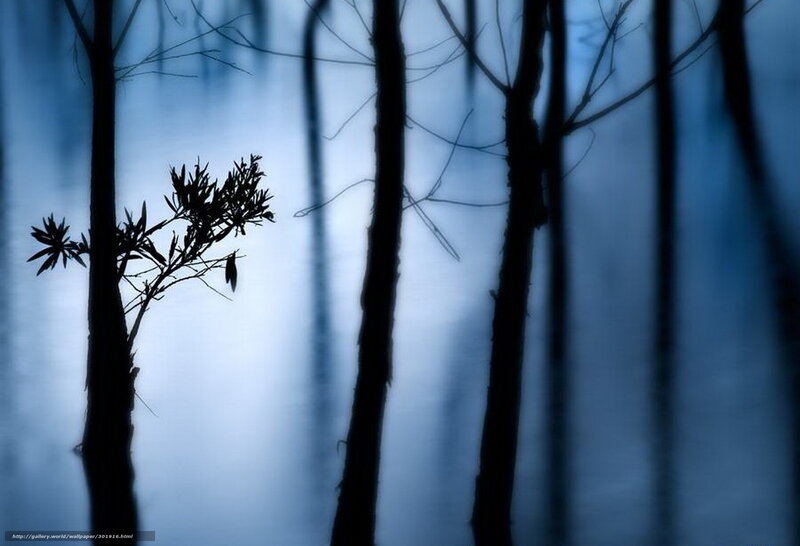 Silhouetted Trees in Blue Fog