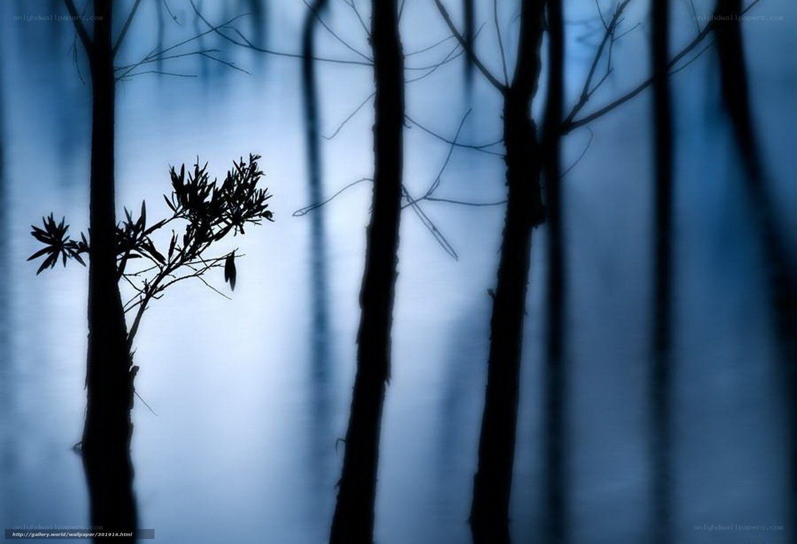 Silhouetted Trees in Blue Fog