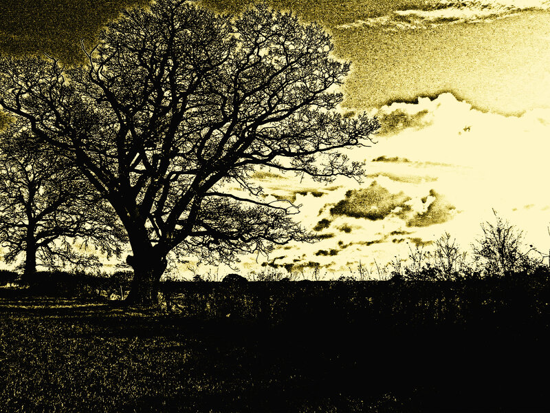 Silhouetted Trees in Field — Black