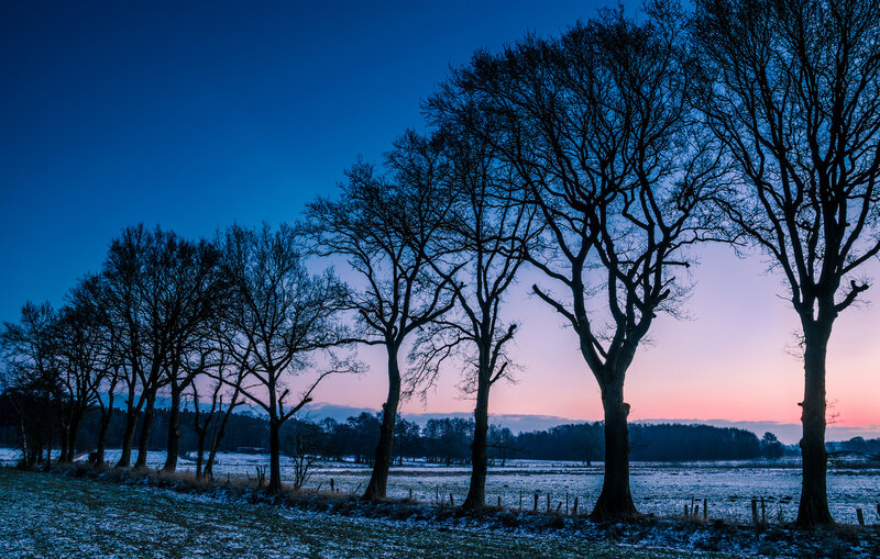 Silhouetted Trees in Field — Blue, Serene, Sunset