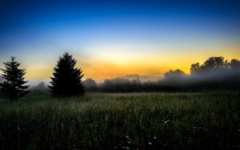 Silhouetted Trees in Field — Blue, Serene