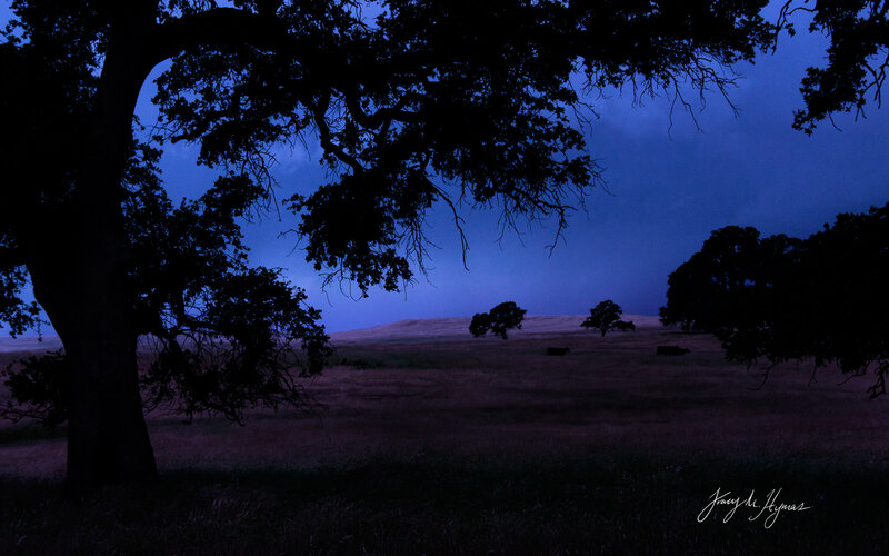 Silhouetted Trees in Field — Blue