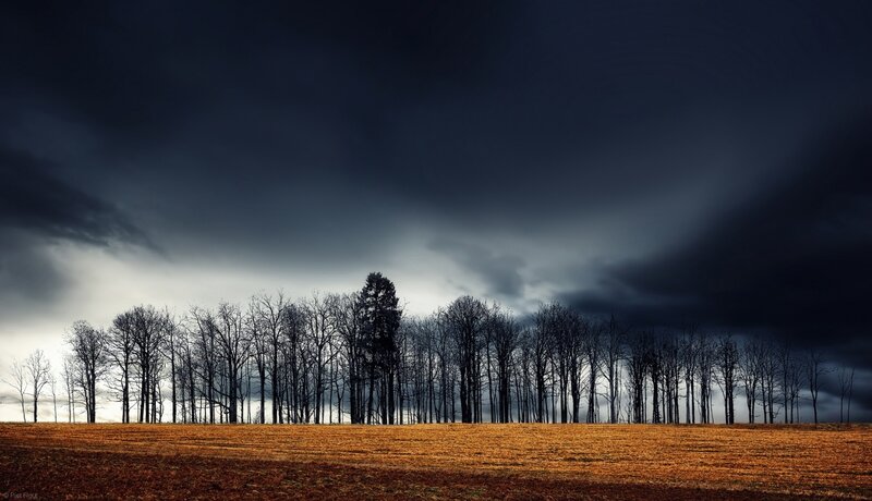Silhouetted Trees in Field — Brown, Dramatic, Sunset