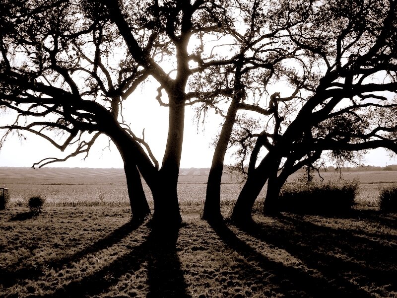 Silhouetted Trees in Field — Brown, Dramatic