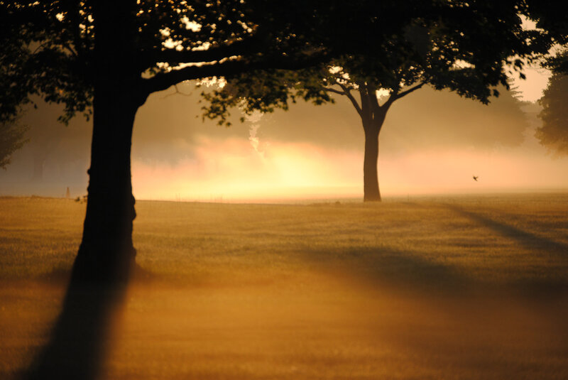 Silhouetted Trees in Field — Gold