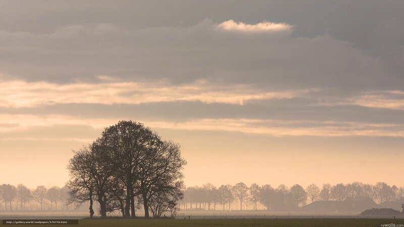 Silhouetted Trees in Field — Gray, Serene