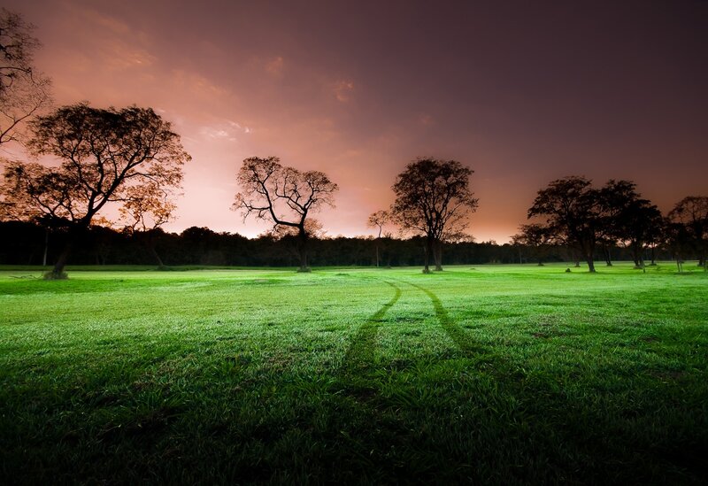 Silhouetted Trees in Field — Green
