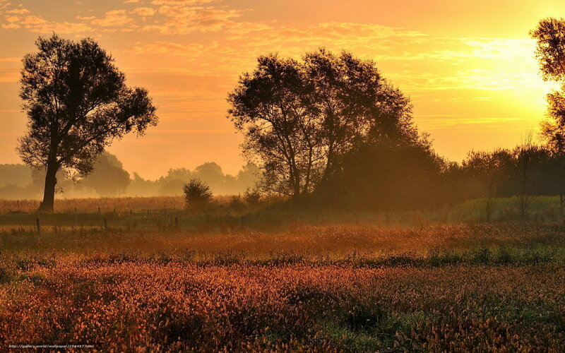 Silhouetted Trees in Field — Orange, Serene, Sunrise