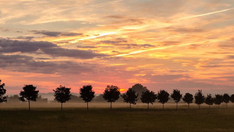 Silhouetted Trees in Field — Orange, Serene