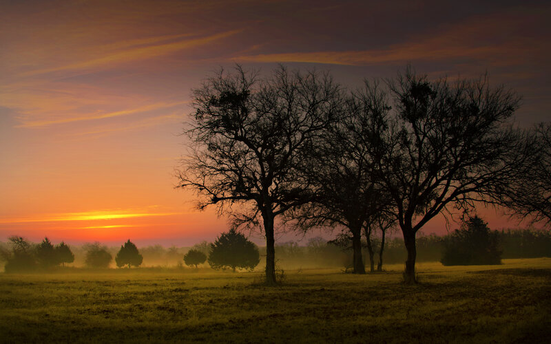 Silhouetted Trees in Field — Orange