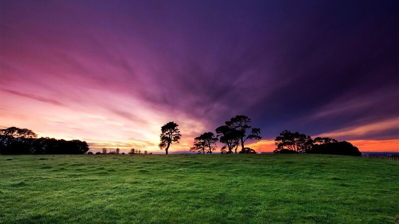 Silhouetted Trees in Field — Purple, Dramatic, Sunset