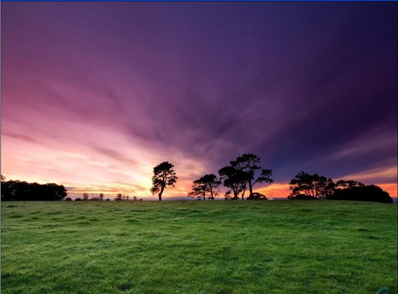 Silhouetted Trees in Field — Purple