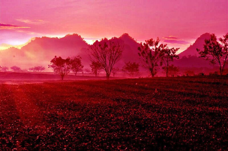 Silhouetted Trees in Field — Red