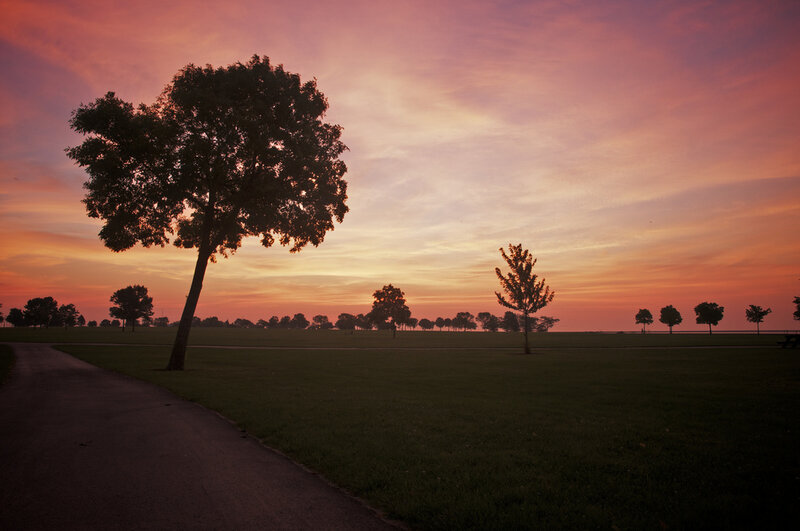 Silhouetted Trees in Field