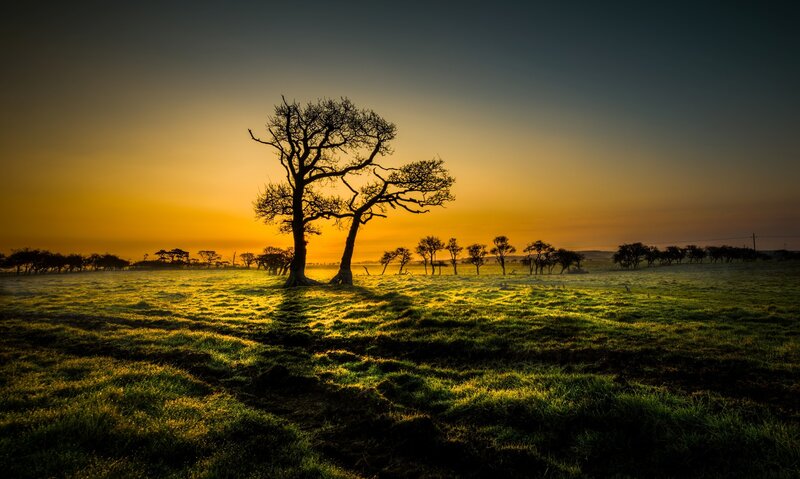 Silhouetted Trees in Field — Yellow, Serene