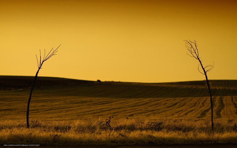 Silhouetted Trees in Field — Yellow