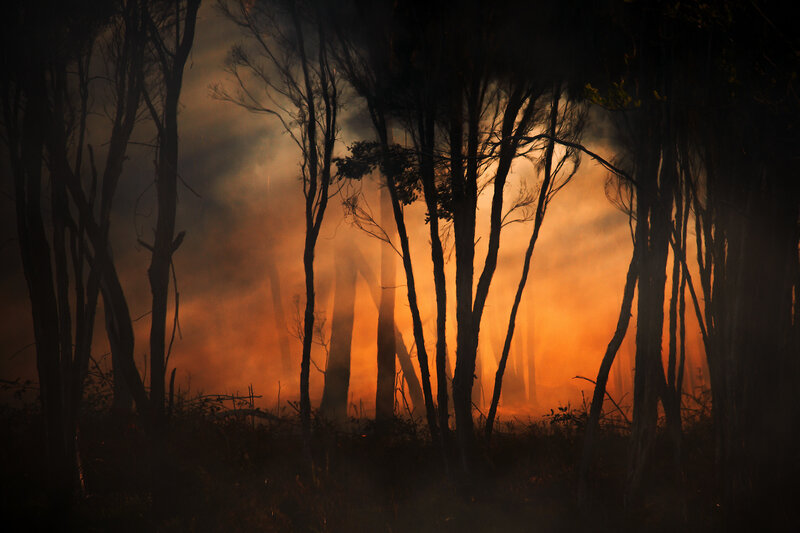 Silhouetted Trees in Fire