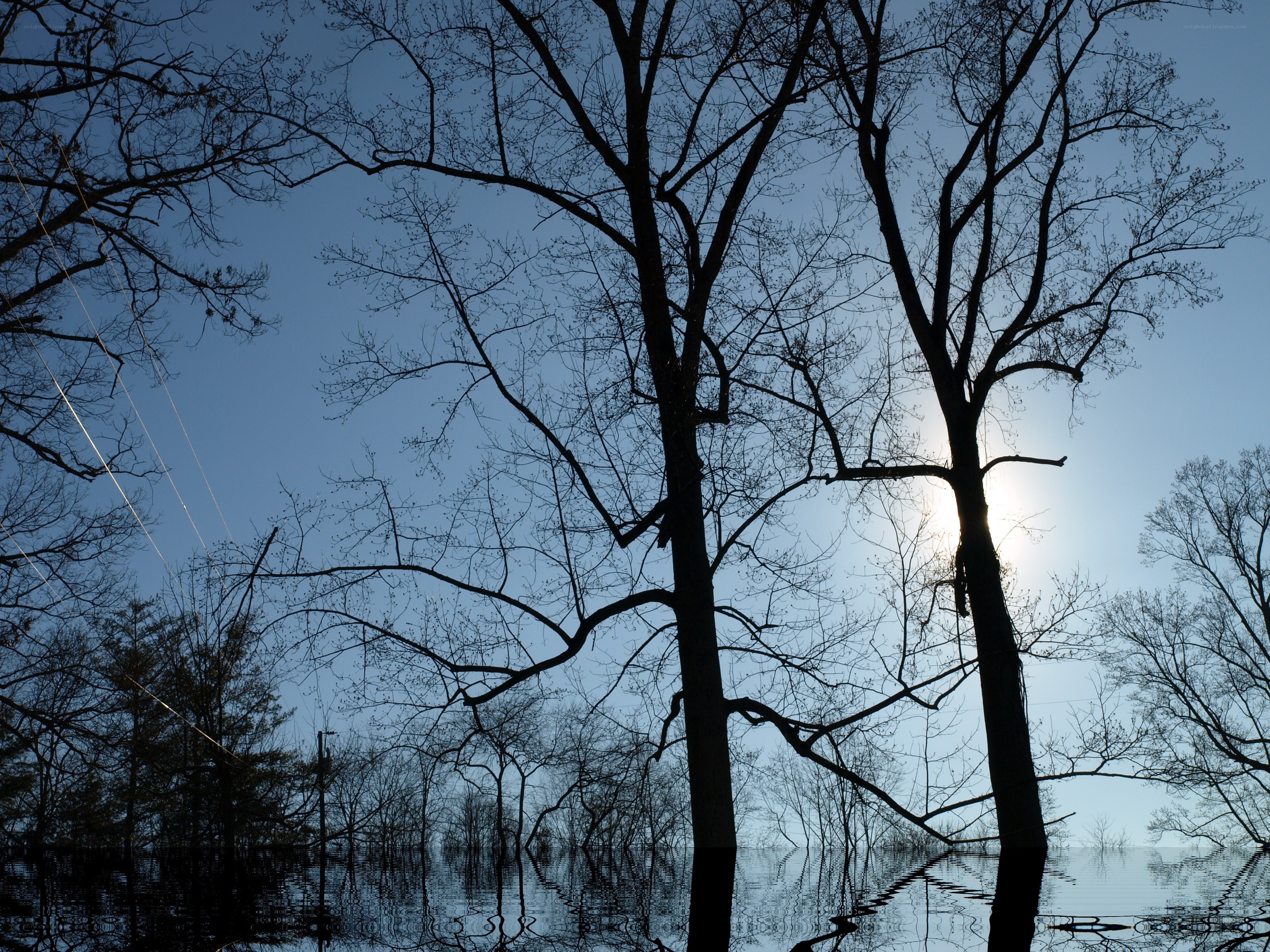 silhouetted trees in flooded forest