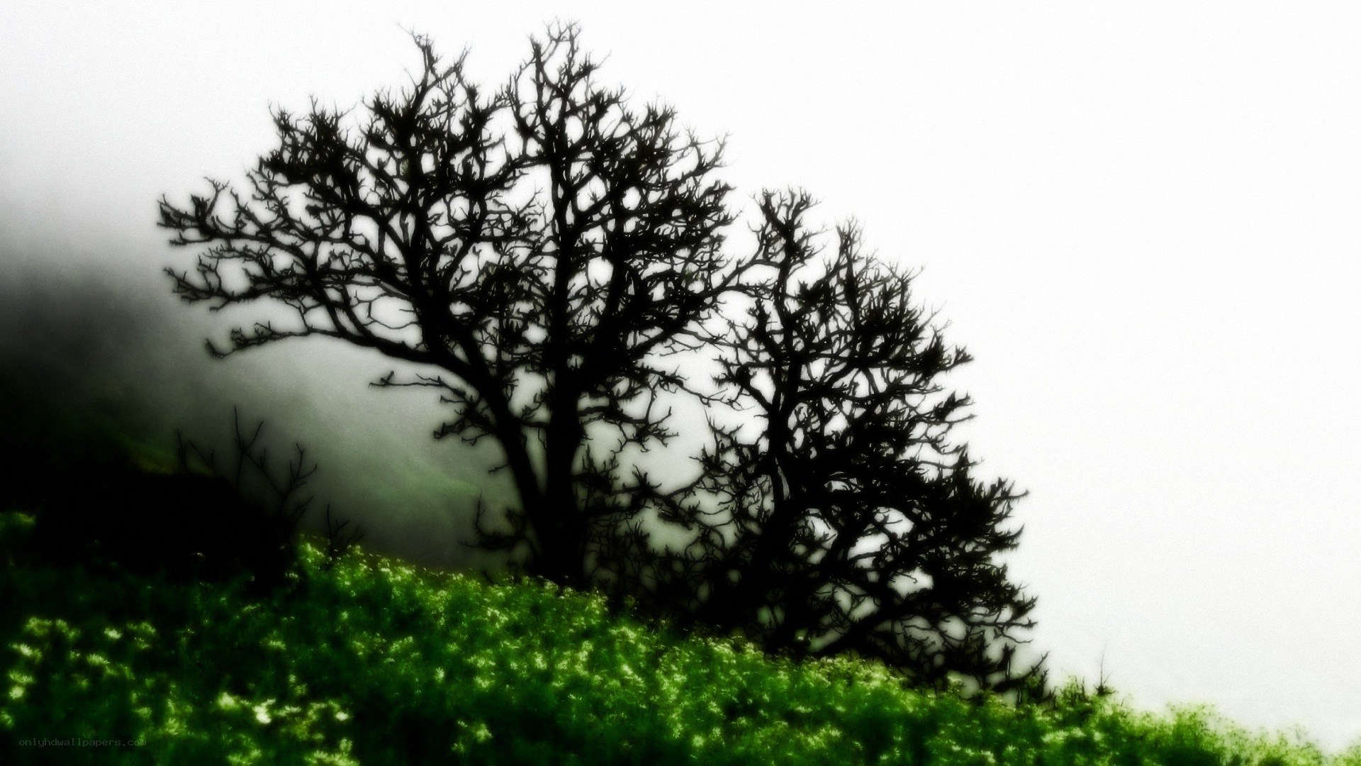 Silhouetted trees in fog