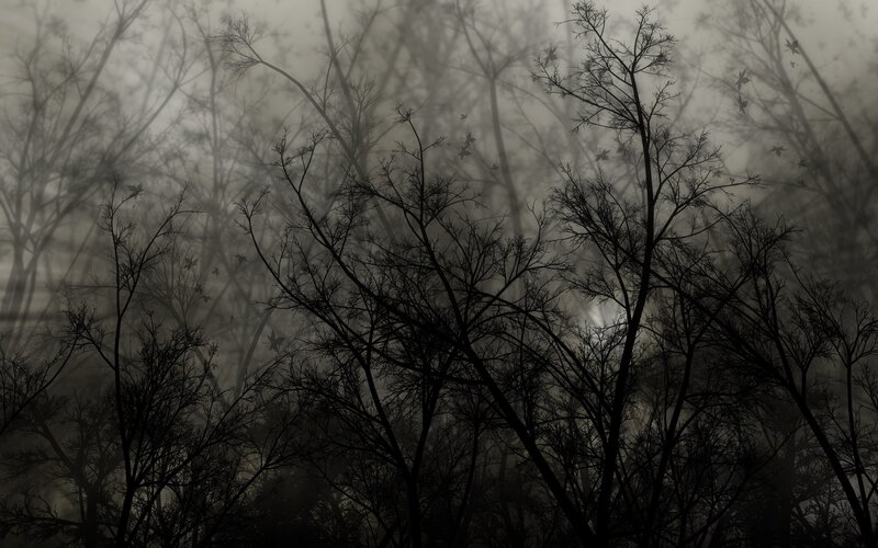 silhouetted trees in fog