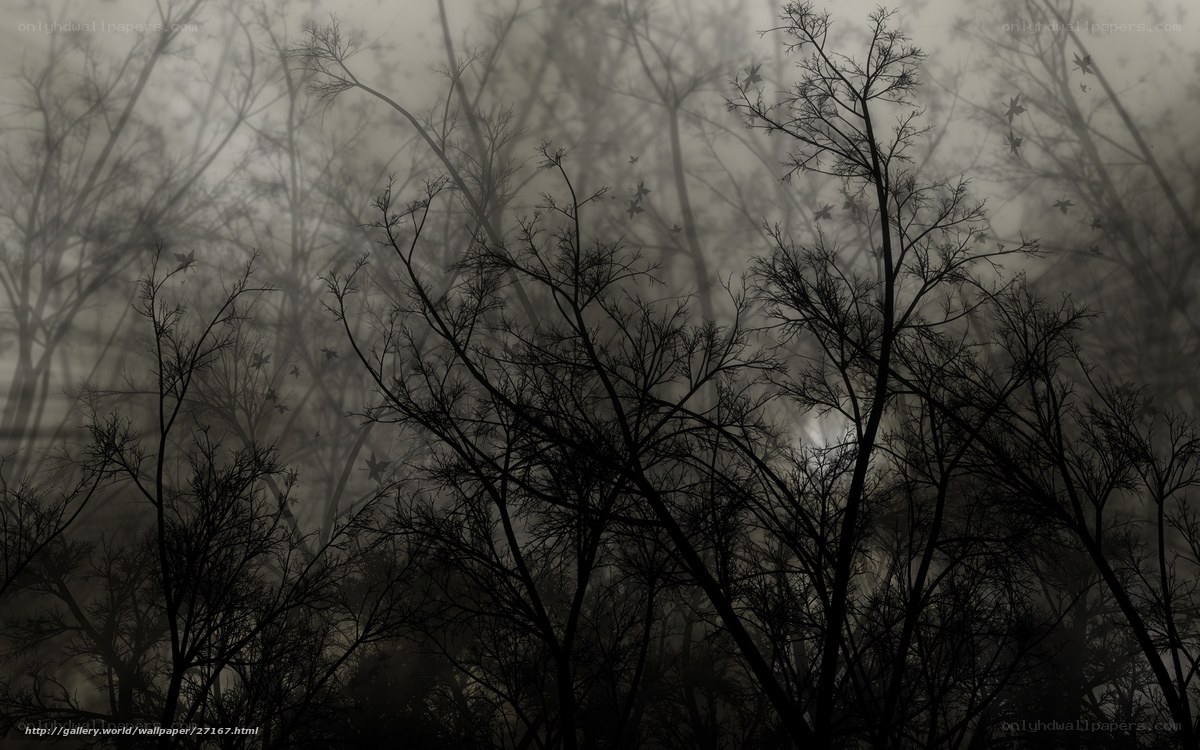 Silhouetted trees in fog