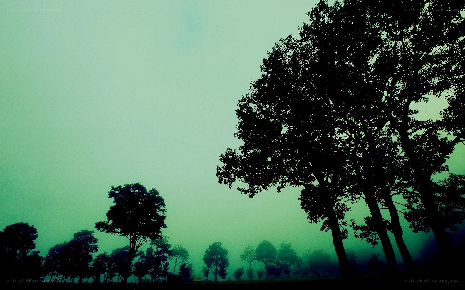 Silhouetted trees in fog