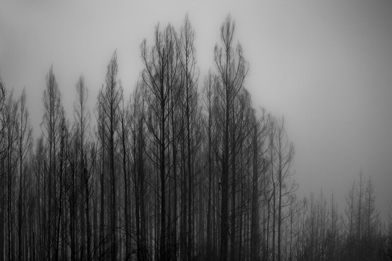 Silhouetted trees in fog