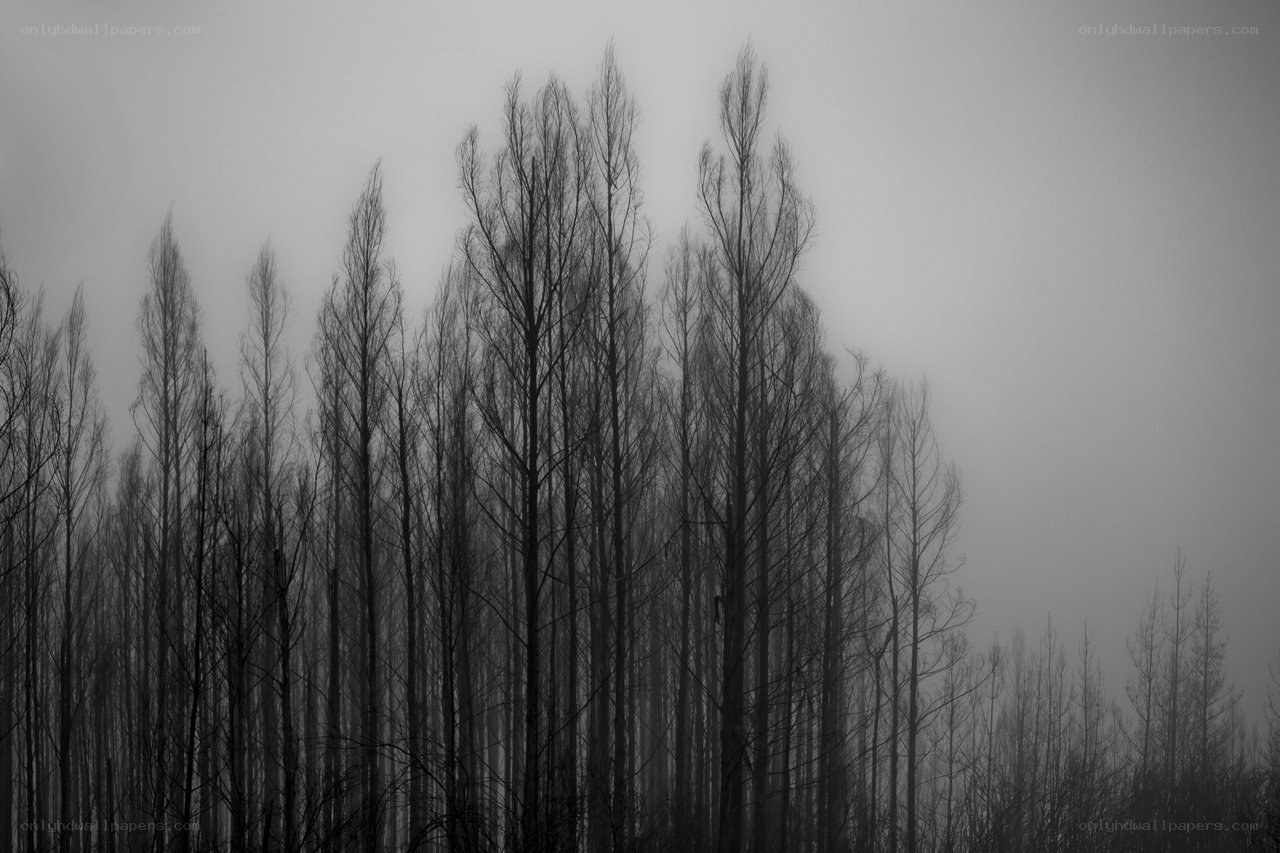 Silhouetted trees in fog