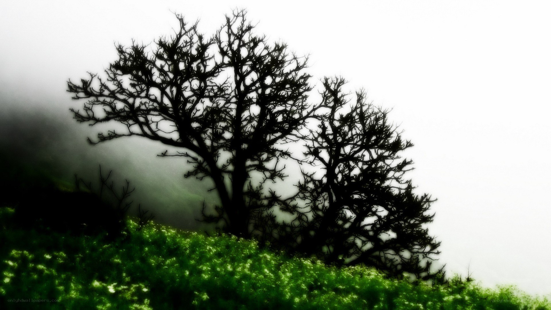 Silhouetted trees in fog