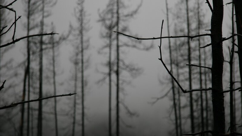 silhouetted trees in fog
