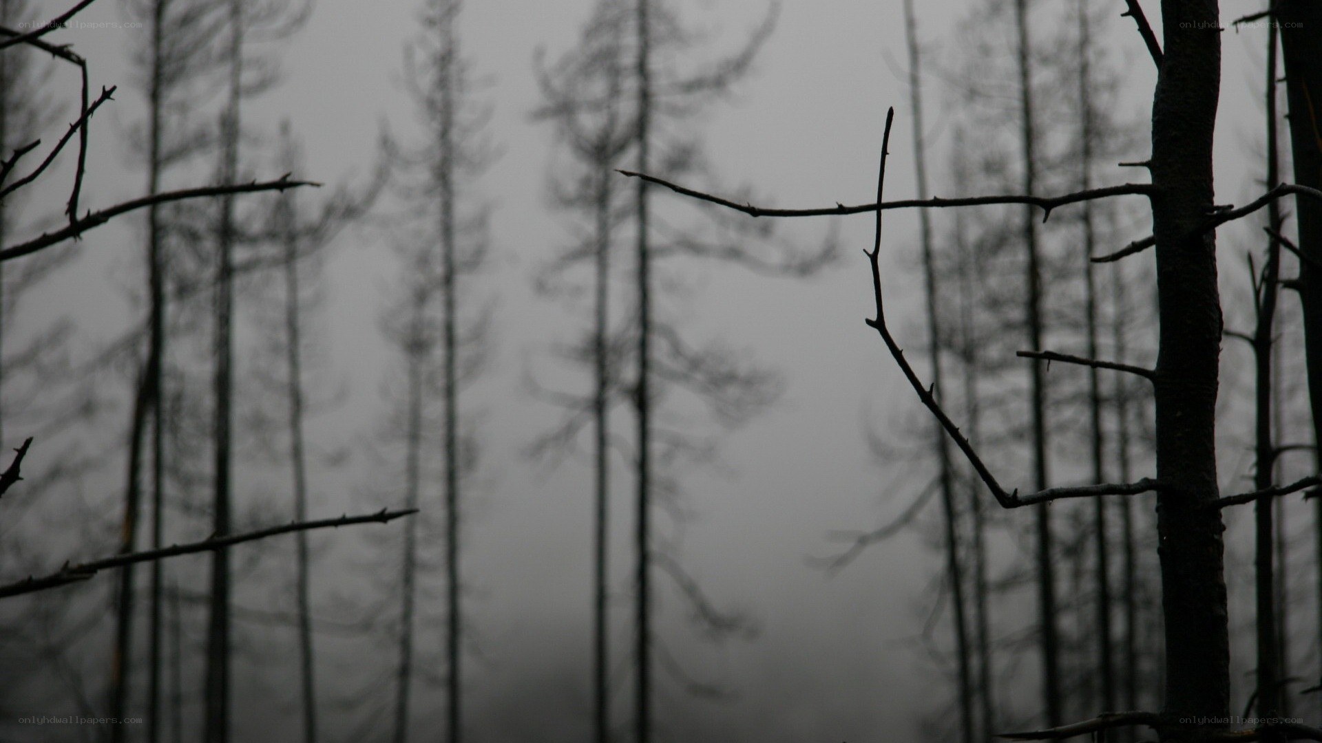 silhouetted trees in fog