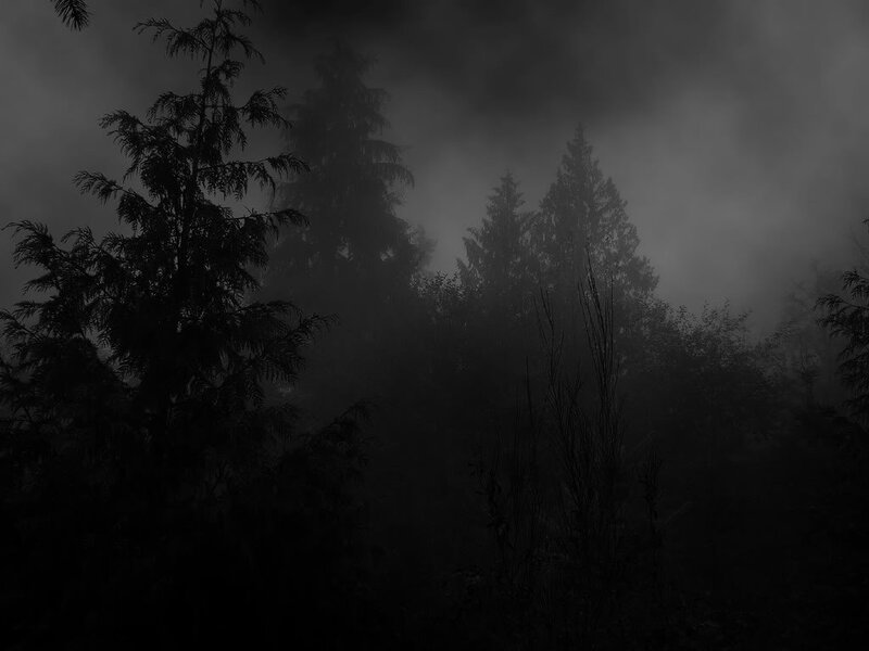 Silhouetted Trees in Fog — Black, Dark, Night