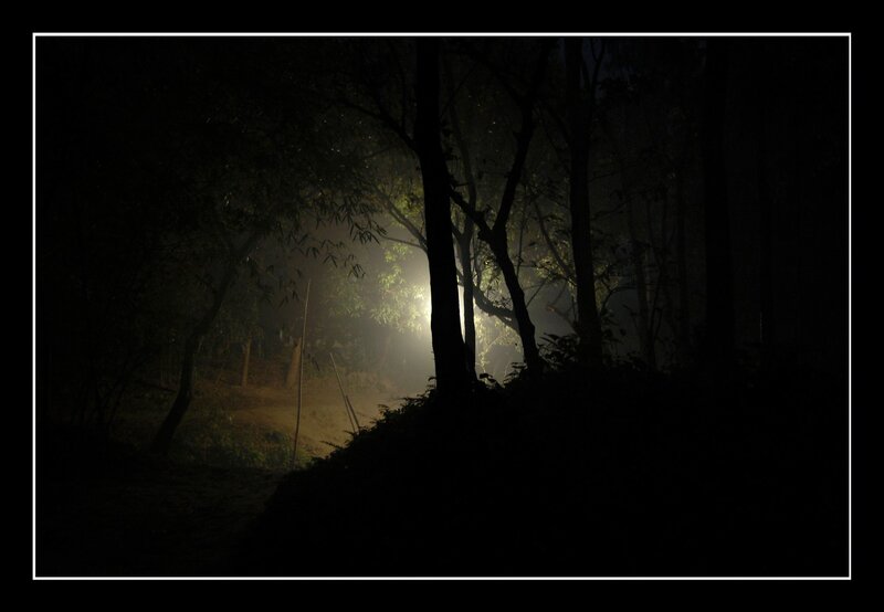 Silhouetted Trees in Fog — Black, Dark