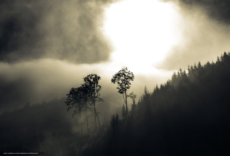 Silhouetted Trees in Fog — Black, Dramatic, Morning