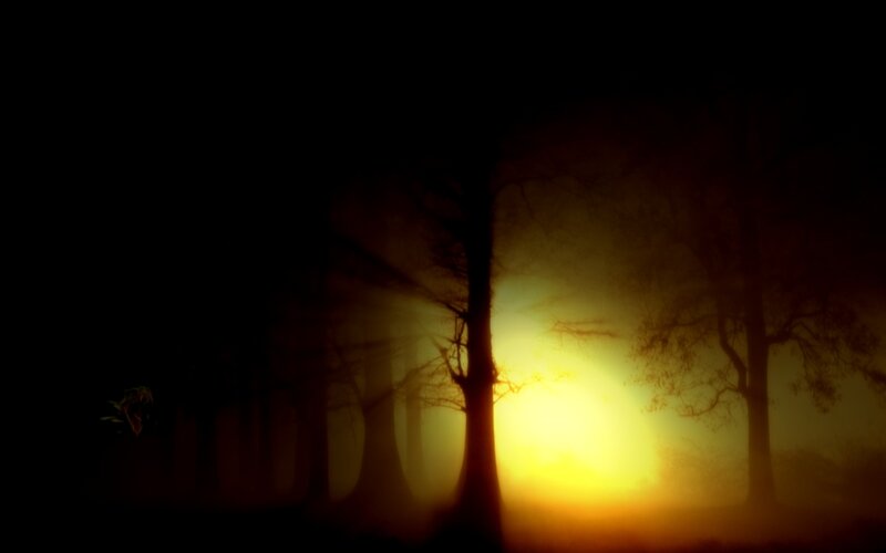 Silhouetted Trees in Fog — Black, Dramatic, Sunset