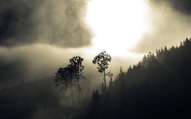 Silhouetted Trees in Fog — Black, Dramatic