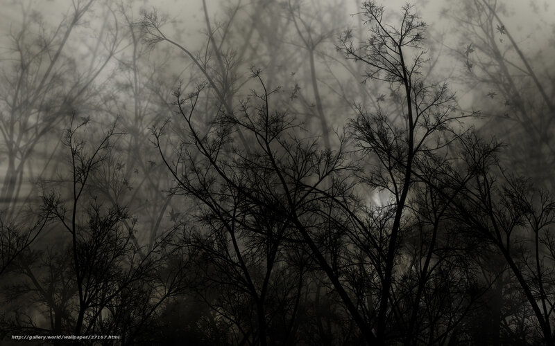 Silhouetted Trees in Fog — Black, Dreary
