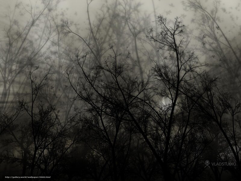 Silhouetted Trees in Fog — Black, Eerie