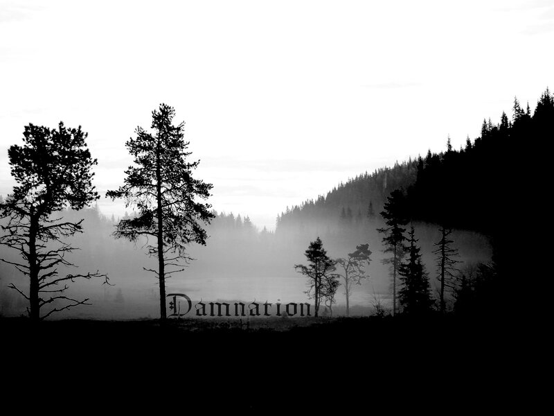 Silhouetted Trees in Fog — Black, Misty, Morning, Photograph, Forest