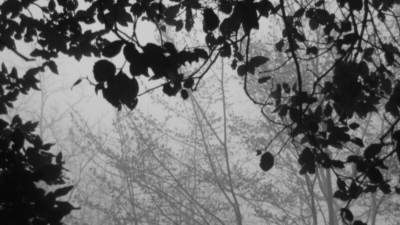 Silhouetted Trees in Fog — Black, Misty