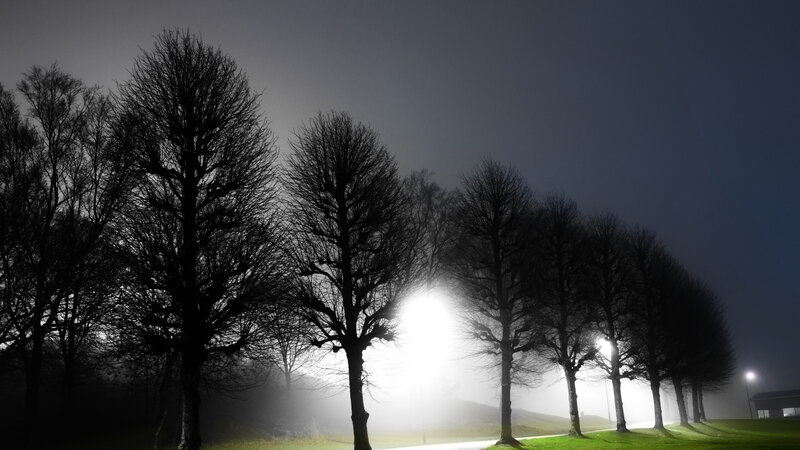 Silhouetted Trees in Fog — Black, Moody
