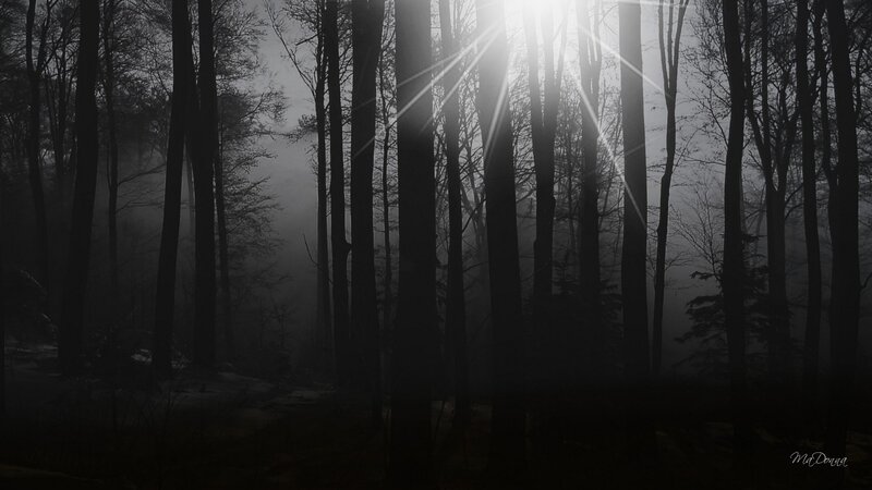 Silhouetted Trees in Fog — Black, Mysterious, Morning, Photograph