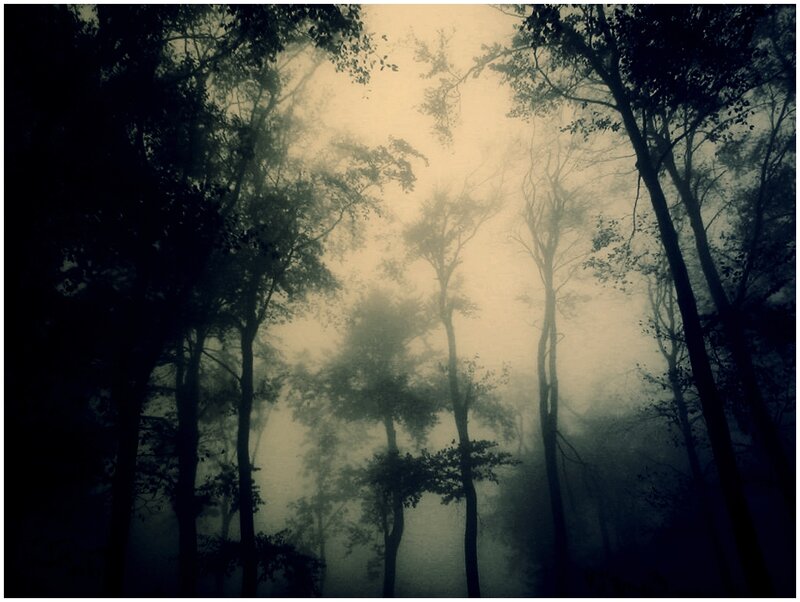 Silhouetted Trees in Fog — Black, Mysterious, Night, Photograph